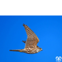 گونه ترمتای Merlin